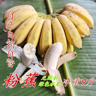 广西西贡粉蕉新鲜香蕉淡香甜糯