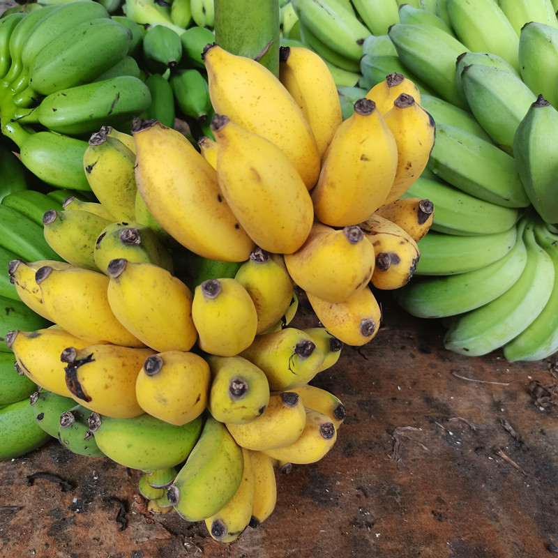 广西小米蕉新鲜水果酸甜小米香蕉5-10斤小芭蕉 小米焦 非西贡粉蕉,水产肉类/新鲜蔬果/熟食,香蕉,淘宝优惠券,粉丝福利购,淘宝优惠卷