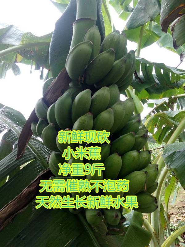 广西小米蕉新鲜水果酸甜米香蕉10斤小芭蕉小米焦非大米蕉粉蕉芭蕉|msdalam kategori daging perikanan/Buah-buahan segar dan sayur-sayuran/dimasak, buah-buahan segar, pisang - dari Buy2taobao.com untuk memberikan perkhidmatan ejen Taobao profesional membeli