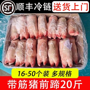 新鲜冷冻带 筋猪前蹄 猪脚 猪手 20斤 饭店餐饮卤菜食材