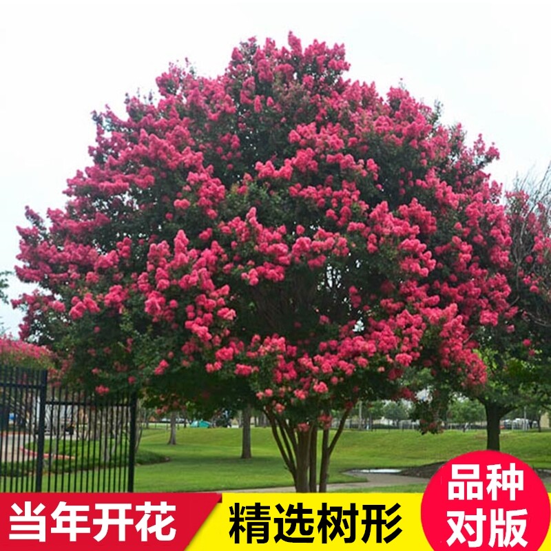 美国四季红火箭紫薇花树苗速生红花紫薇树苗小苗南北方庭院风景树