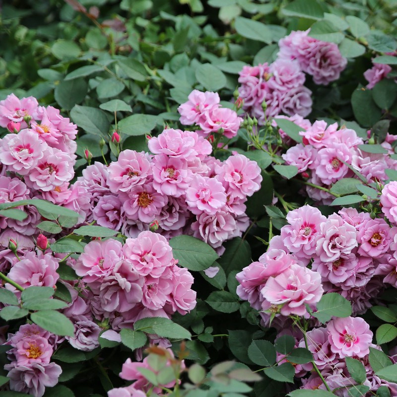 八匹马藤本月季花苗紫晶巴比伦amethyst babylon庭院阳台盆栽玫瑰