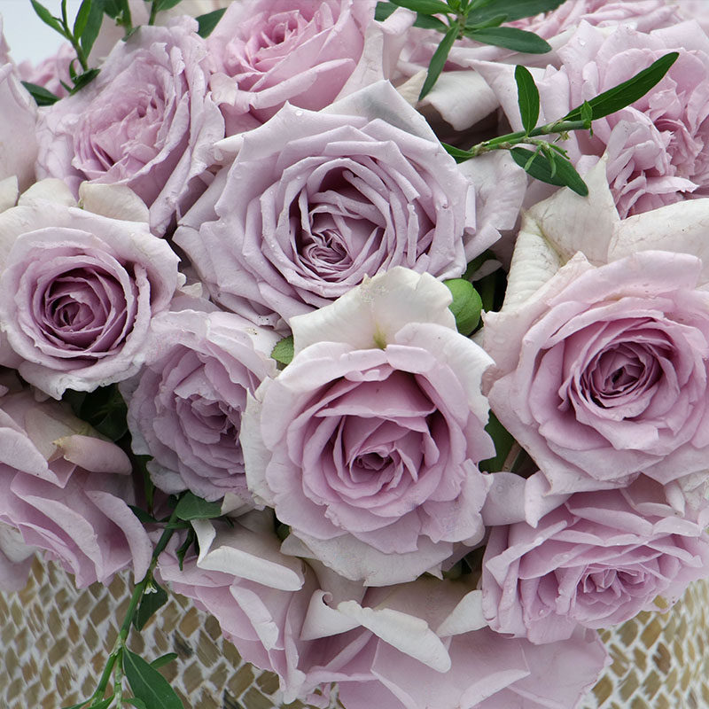 切花月季 贵族礼光 月季花苗蓝紫色阳台盆栽植物四季开花卉