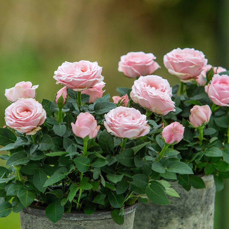 微月 无限公主欧月大花微月四季开花绿植盆栽花卉月季玫瑰