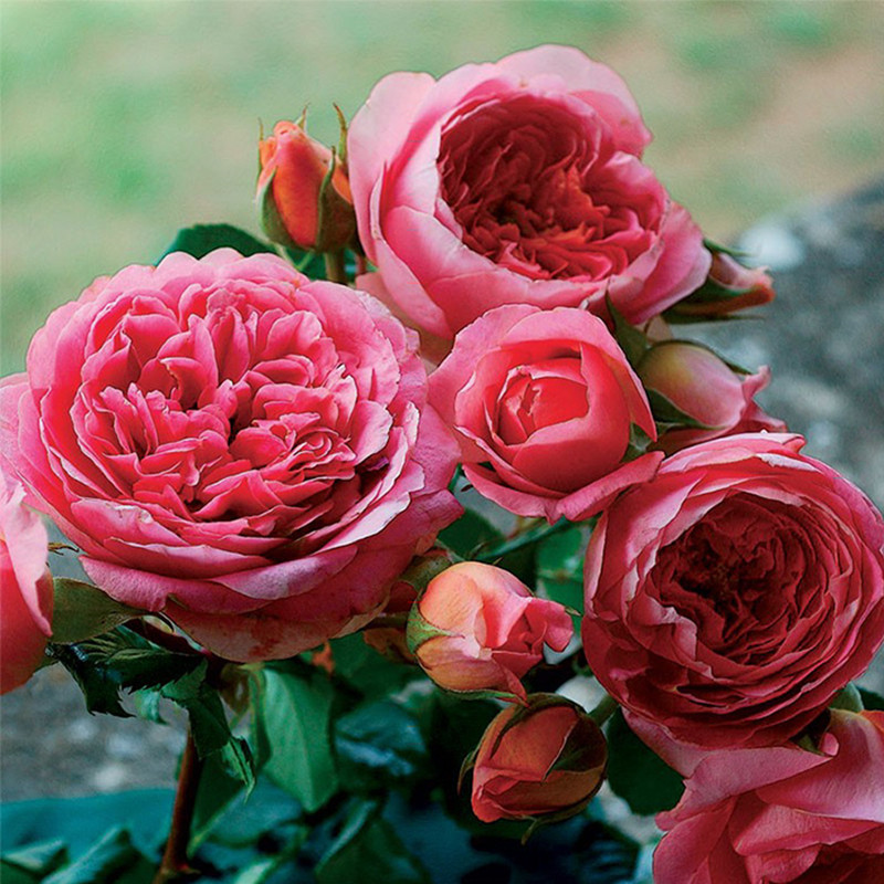 欧洲月季 阿芒迪娜夏奈尔 香奈尔 灌木月季 阳台浓香花卉庭院包邮