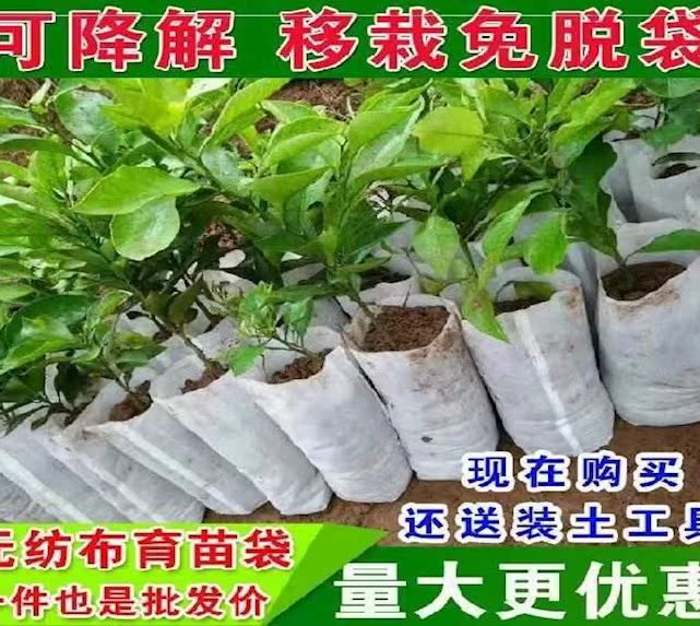 育苗袋神器营养钵沙田柚苗木杯无纺布12x15cm柑橘营养杯容器苗木 Изображение 1 育苗袋神器营养钵沙田柚苗木杯无纺布12x15cm柑橘营养杯容器苗木 Изображение 1