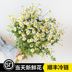 小洋甘菊鲜花云南昆明直发直批速递同城生日家用水养插花束小雏菊