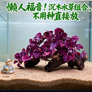 水榕沉木水草植物鱼缸造景装 饰懒人莫斯阴性增氧净水椰壳屋淡水