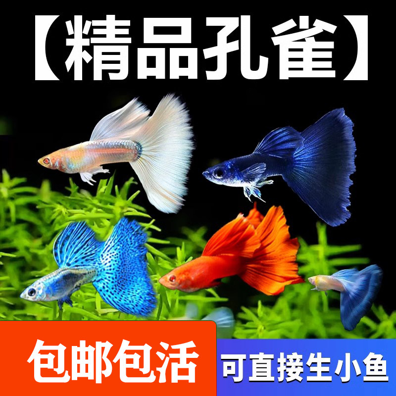 孔雀鱼鱼苗观赏鱼活体金鱼热带小型淡水冷水好养耐活斑马凤尾小鱼