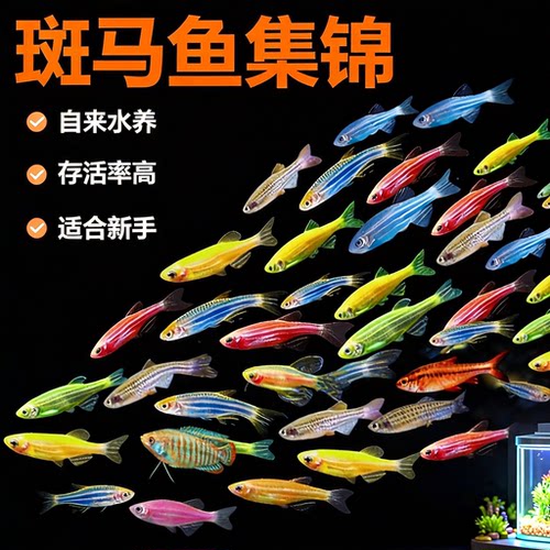 热带小型斑马鱼活体观赏鱼