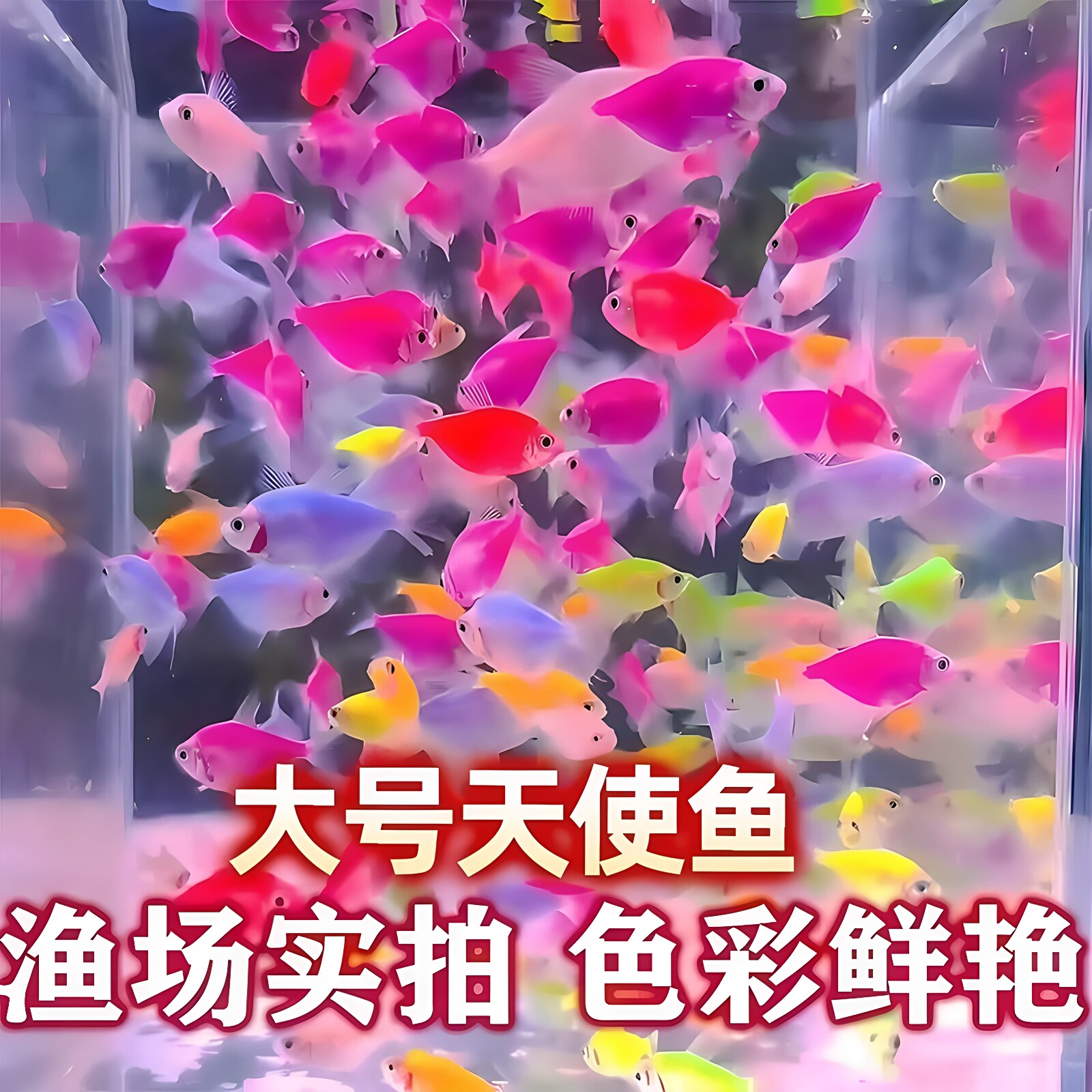天使鱼金鱼群游好养热带淡水