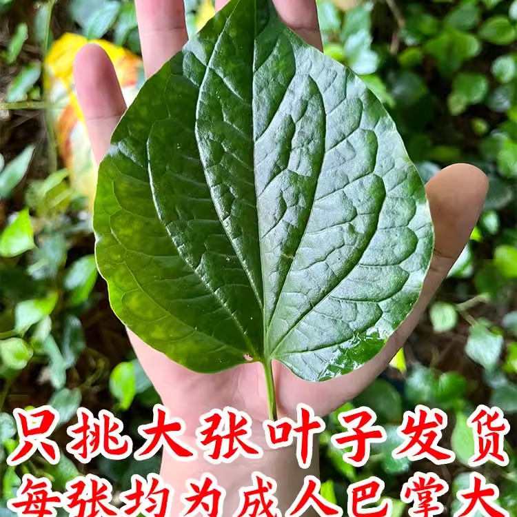 新鲜广东野生蛤蒌叶湛江急捞叶娄叶食用野菜海南假蒌叶青蒌粽子心