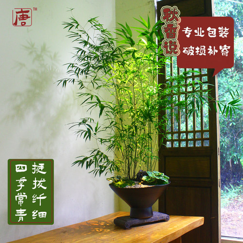 正宗台湾内门竹老桩高山易养盆栽竹子庭院观叶绿植室内盆景好养