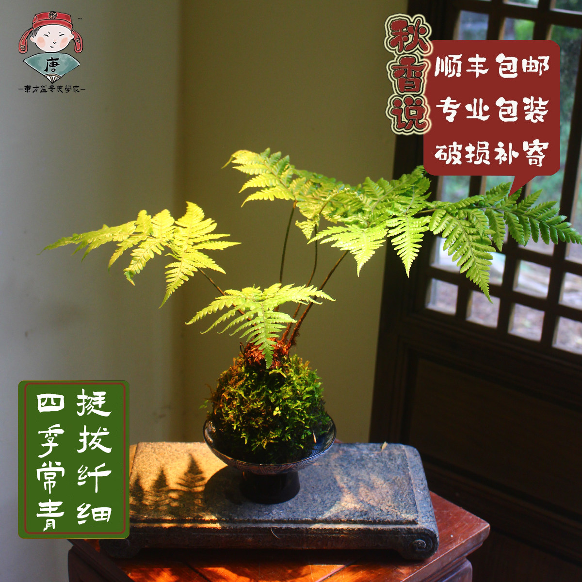 红鳞蕨一叶蕨蕨类植物盆栽耐阴好养绿植茶台室内常绿观叶禅意盆景