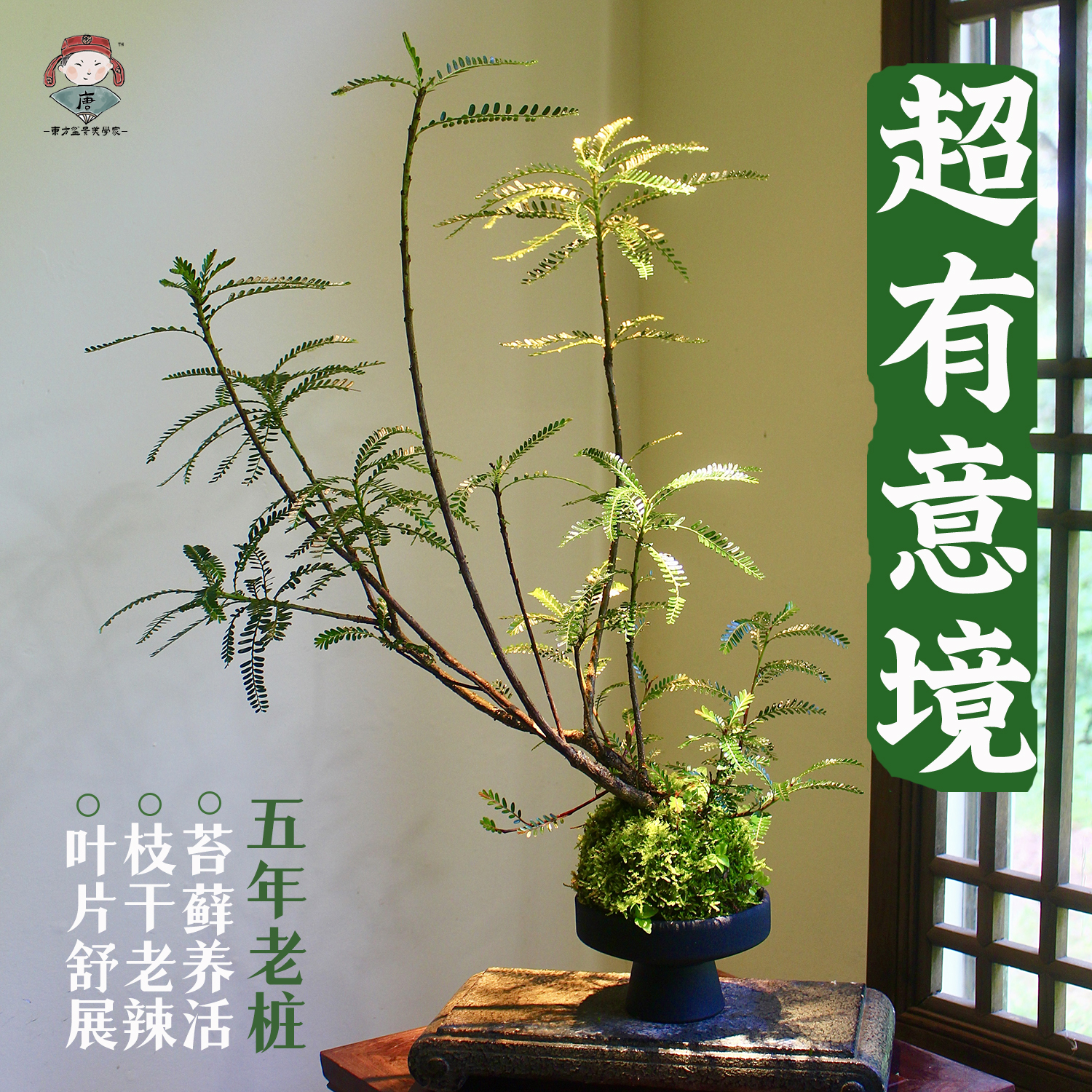 海岛叶下珠苔藓球苔玉球老桩禅意水培土培中式盆景盆栽高端有意境