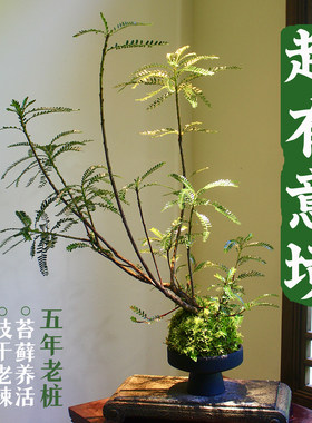 海岛叶下珠苔藓球苔玉球老桩禅意水培土培中式盆景盆栽高端有意境