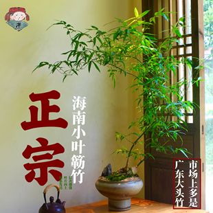 正宗海南小叶簕竹老桩盆栽竹子庭院观叶绿植室内盆景好养成品禅意
