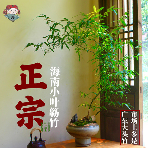 正宗海南小叶簕竹老桩盆栽竹子庭院观叶绿植室内盆景好养成品禅意