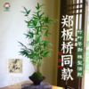 郑板桥同款琴丝竹苔玉球盆栽室内客厅办公室桌面绿植盆景竹子植物