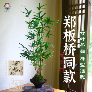 郑板桥同款琴丝竹苔玉球盆栽室内客厅办公室桌面绿植盆景竹子植物