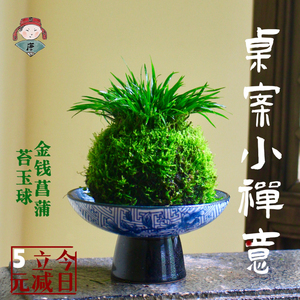 金钱菖蒲苔玉球苔藓球禅意水培中式盆景盆栽国风绿植素材苗黄金姬