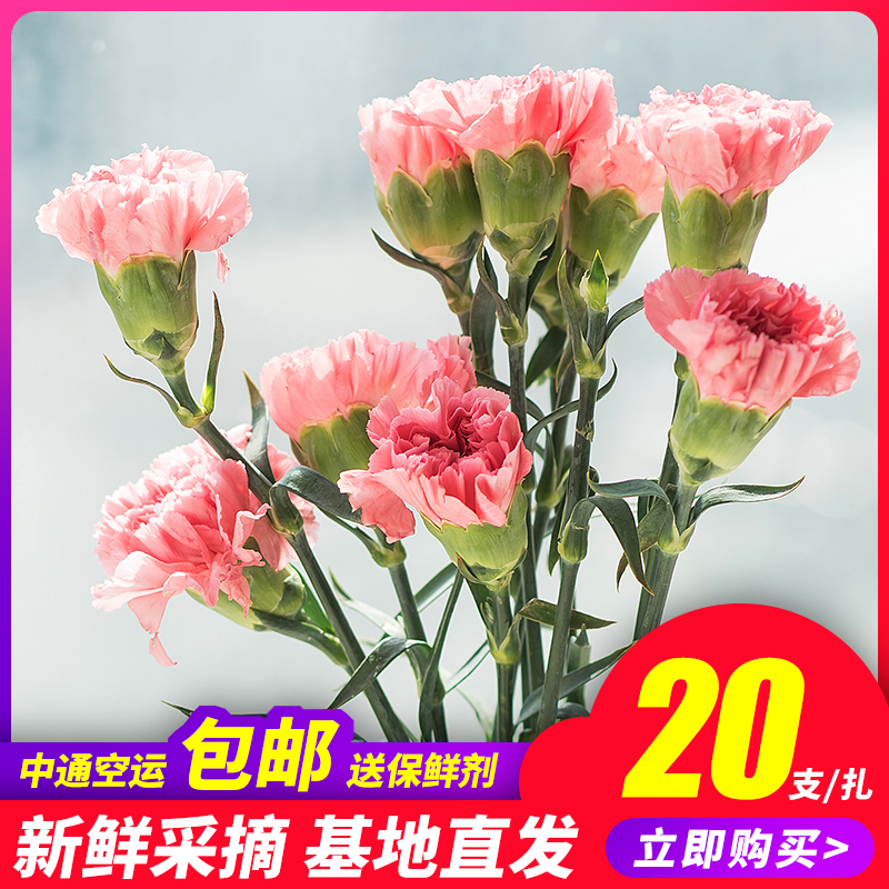 雲南昆明基地直發母親節康乃馨鮮花花束直批空運速遞包壹紮20支在類目 鮮花速遞/花卉仿真/綠植園藝, 鮮花速遞(同城)中 - 來自Buy2taobao.com提供專業的淘寶代購服務