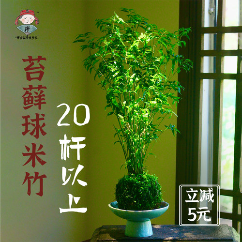 唐伯虎盆栽之米竹水培苔藓球植物