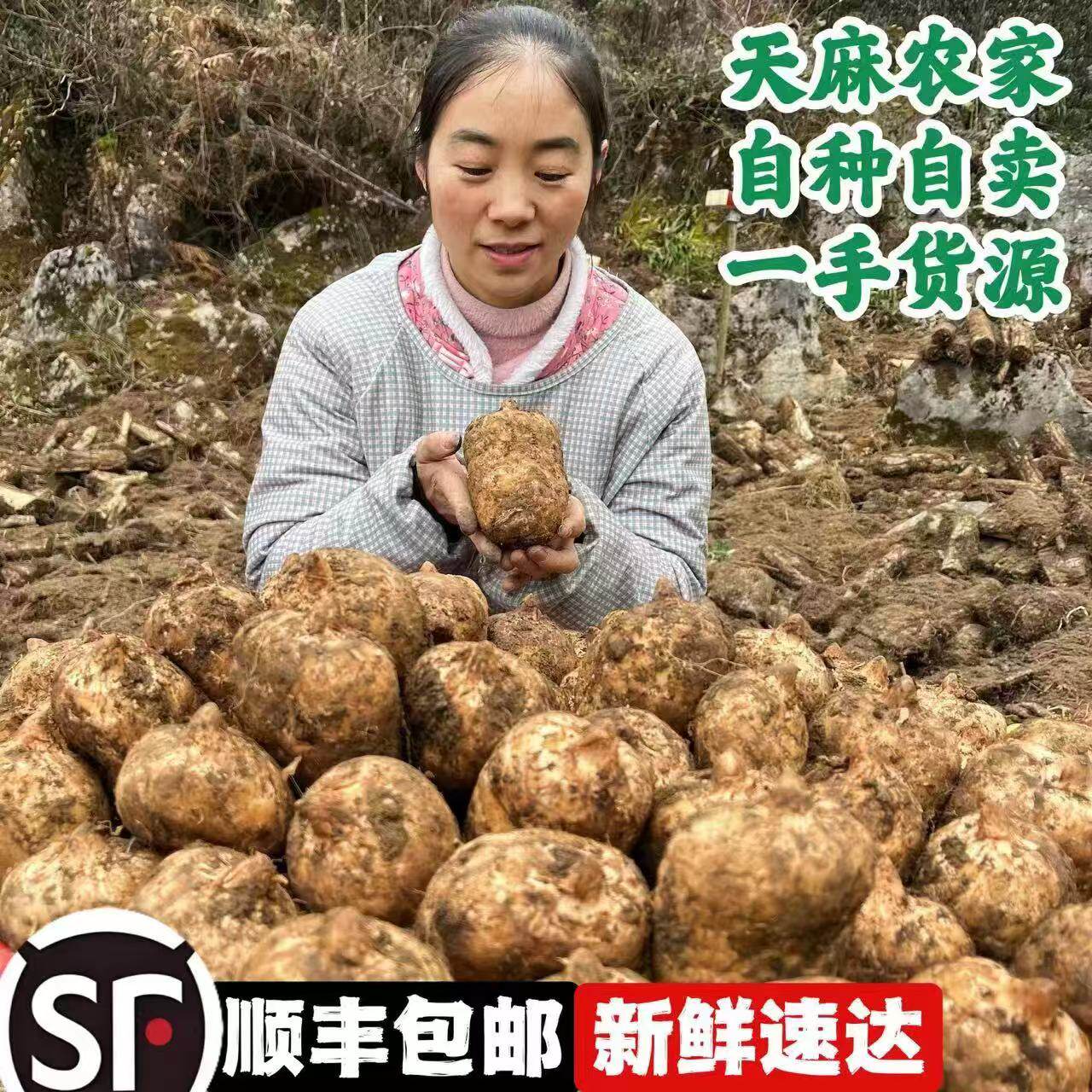小草坝天麻云南昭通天麻新鲜现挖现发/1/3/5斤顺丰包邮