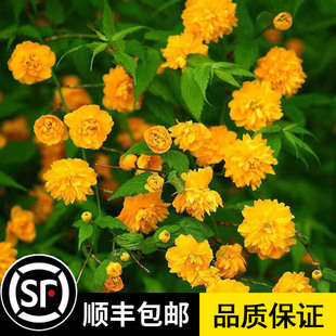 重瓣棣棠花苗盆栽耐荫爬藤攀缘花卉绿植浓香多花耐寒花卉黄色花勤