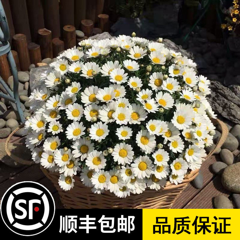 白晶菊小雏菊花种子庭院野花花坛阳台盆栽春季播白色易种多季开花