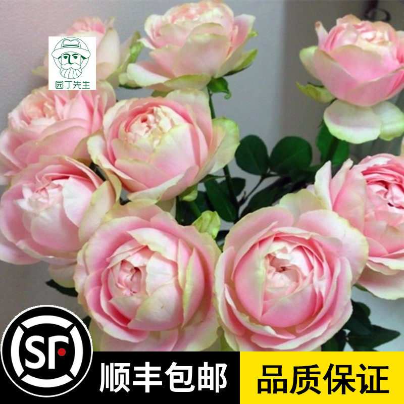 稀有月季欧月 魔果月季花苗大花浓香多花勤花灌木名贵绿变色品种