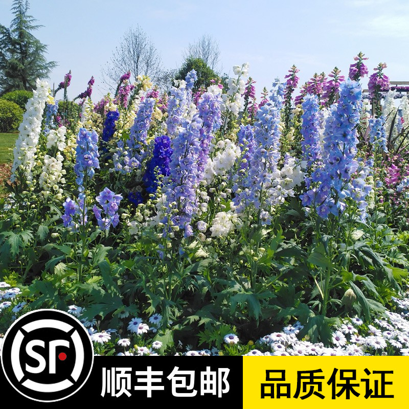 庭院花海  观花植物 四季播种 多季节开花