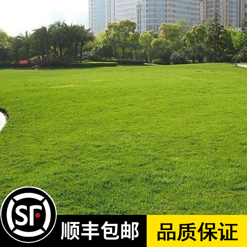 草坪种子混播四季青草籽四季种狗牙根早熟禾黑麦草高羊茅护坡草籽