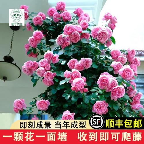 粉色达芬奇藤本月季花苗粉达爬墙庭院阳台爬藤植物攀援蔷薇玫瑰花