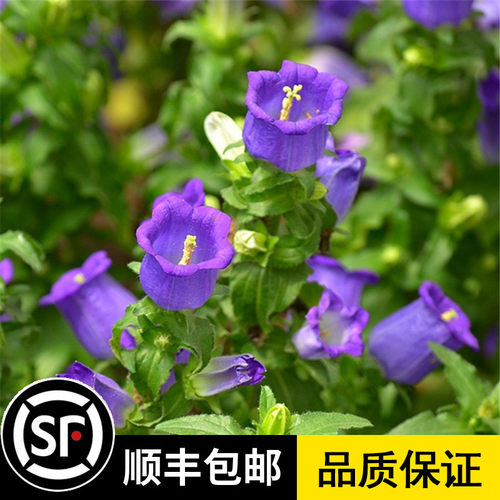 庭院花海  观花植物 四季播种 多季节开花