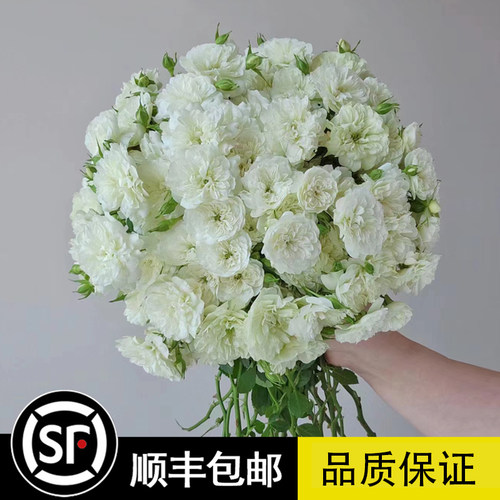微型月季花绿冰月季花多花月季玫瑰阳台庭院丰花多头微月开花玫瑰