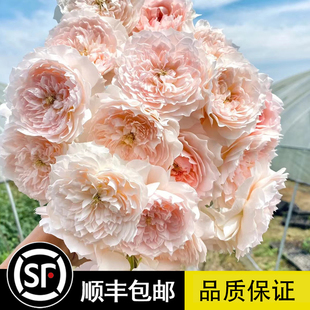 家书月季花苗多季鲜花盆栽中苗阳台花卉绿植开花粉色大花灌木玫瑰