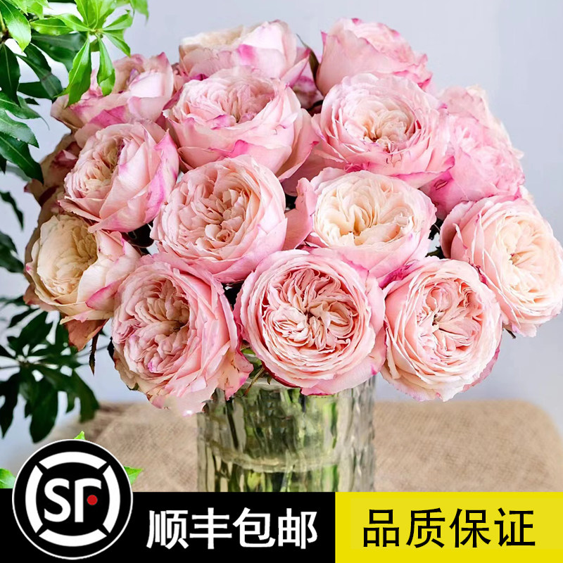 友禅系列环 美空月季 灌木多季勤花阳台庭院花园盆栽地栽植物花卉