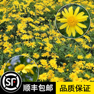 茼蒿菊种子木茼蒿多年生宿根花草种子木春菊种子景观花海易种包邮