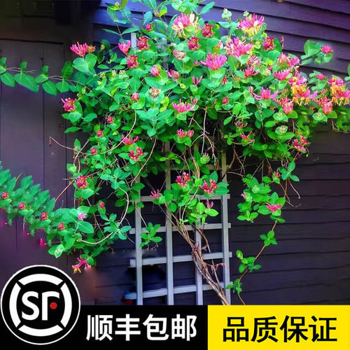 京久红金银花树苗盆栽爬藤植物耐寒垂吊庭院阳台鸳鸯藤浓香忍冬花