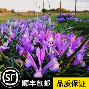马莲种子新采马兰花种子马蔺马兰草耐旱耐涝耐盐碱适应性强花籽