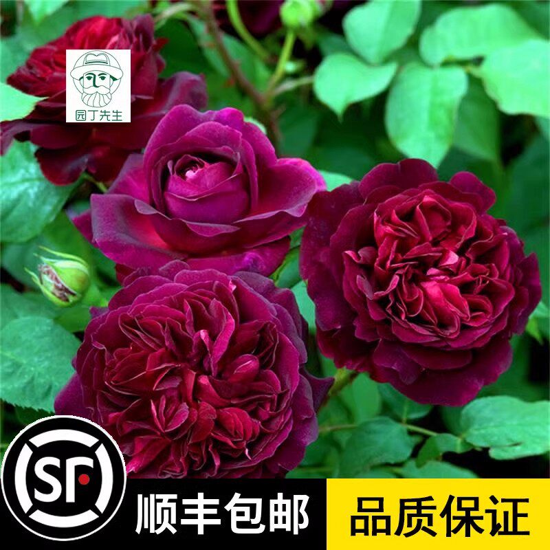 大花浓香月季黑伍德紫黑色庭院芳香花园阳台玫瑰花室内外花卉抗寒