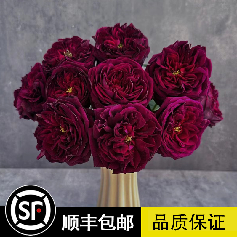 日月大花浓香皇宫「ロワイヤル」盆栽月季苗切花品种月季花黑紫色