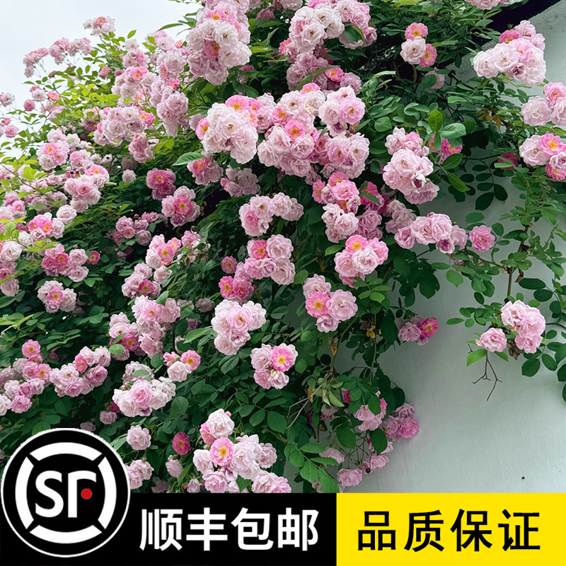 无刺粉团蔷薇花苗阳台庭院爬藤植物十姐妹多花粉色浓香变色爬墙花