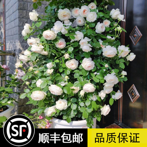 克里斯蒂娜公爵夫人浓香多头丰花月季花苗盆栽庭院阳台尘世天使