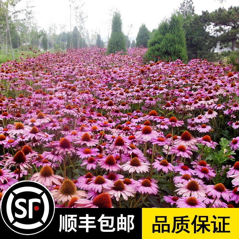 松果菊种子 紫锥花 多年生观赏花卉 四季播庭院花卉植物 菊花种籽