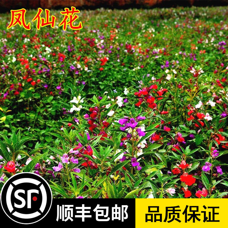 凤仙花种子混色指甲花种子景观绿化盆栽庭院花种籽子耐旱耐热易活在类目 鲜花速递/花卉仿真/绿植园艺, 花卉/蔬果/草坪种子（新）, 家庭园艺种子中 - 来自Buy2taobao.com提供专业的淘宝代购服务