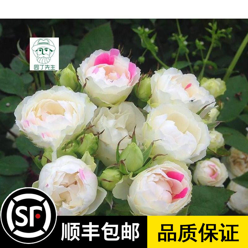 日月浓香型玫瑰花苗白桃草莓冻糕多头丰花抗病耐热阳台庭院月季花