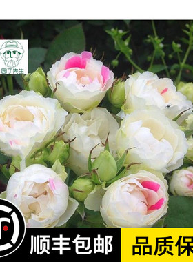 日月浓香型玫瑰花苗白桃草莓冻糕多头丰花抗病耐热阳台庭院月季花