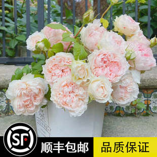 佩尔朱克灌木月季花苗阳台盆栽花卉庭院花园地栽玫瑰耐寒抗病植物